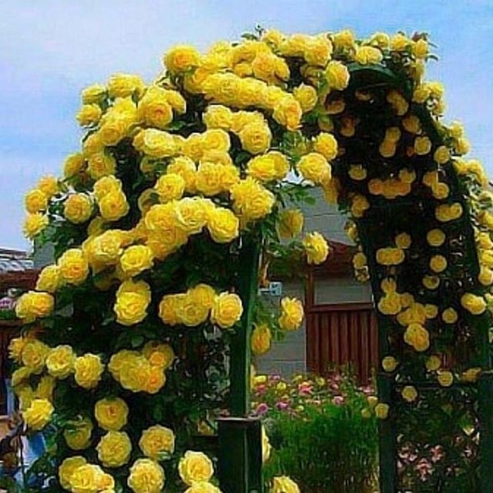 Роза плетистая желтая фото