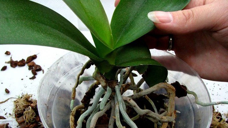 Размещение орхидеи в новом горшке