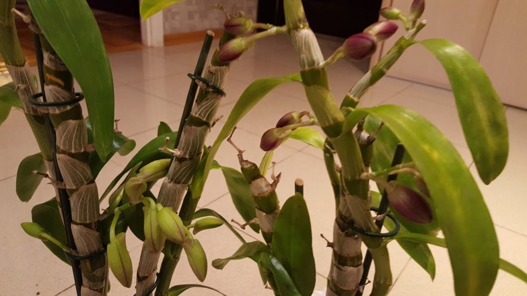 Опора для высокой орхидеи