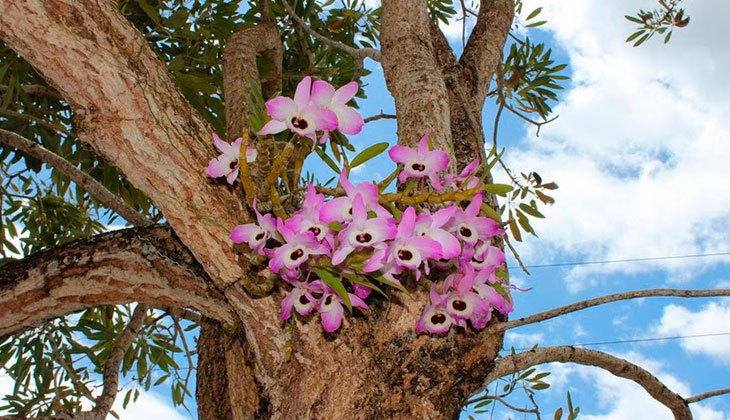 Орхидеи на кроне дерева