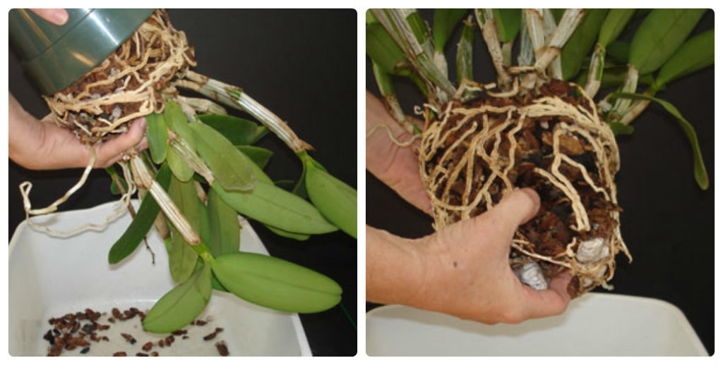 Извлечение орхидеи из горшка для пересадки