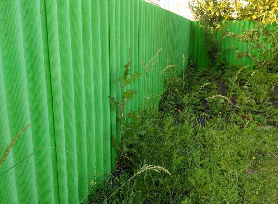 Зеленый забор из волнового шифера на даче