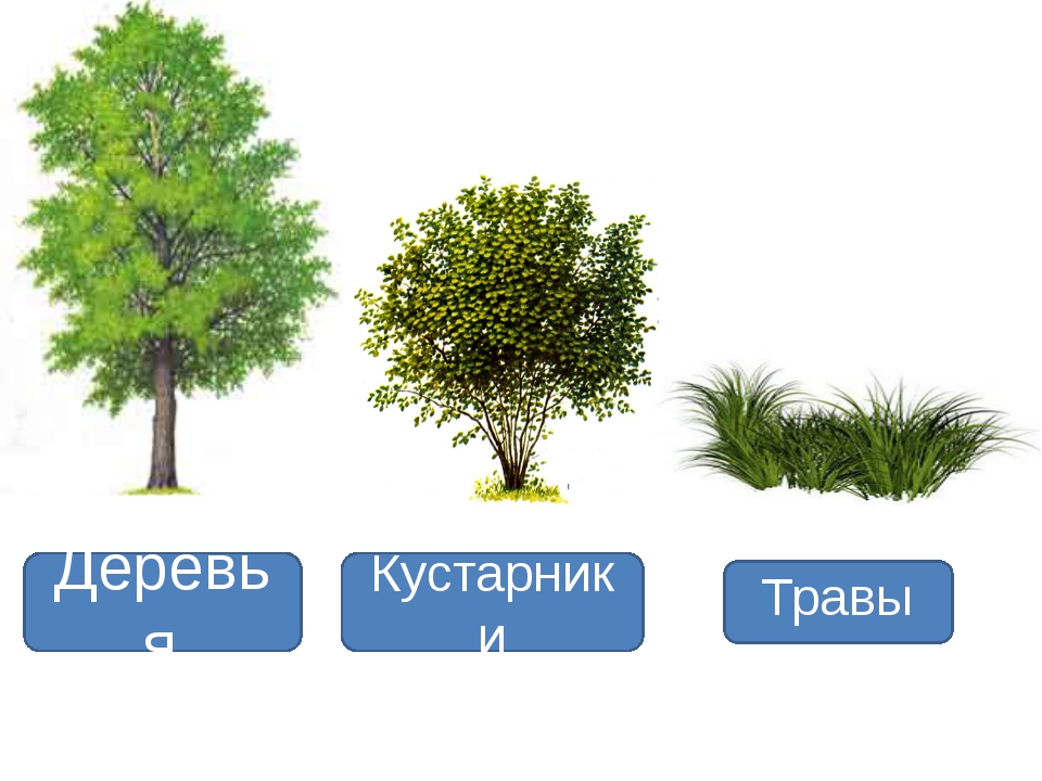 Сделай три рисунка дерево кустарник травянистое растение