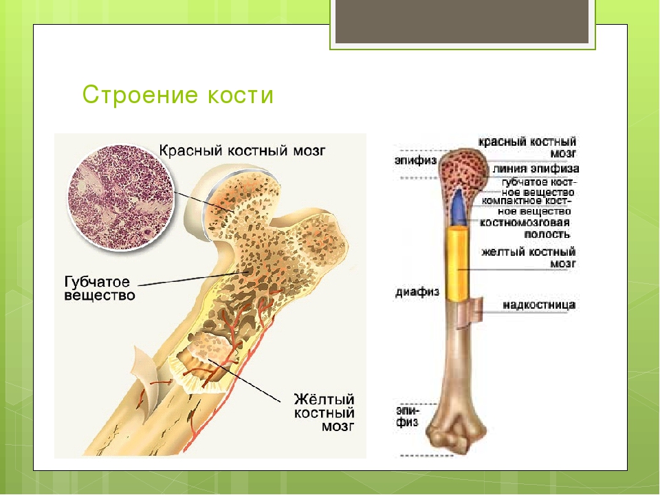 Функция желтого костного мозга в трубчатой кости. Трубчатая кость желтый костный мозг. Трубчатая кость красный костный мозг. Строение кости желтый костный мозг. Строение трубчатых костей костный мозг.