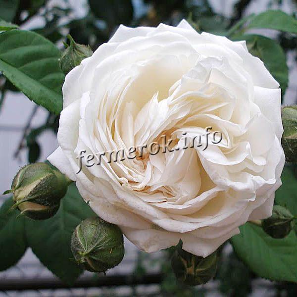 Фото белой плетистой розы сорта Лонг Джон Сильвер