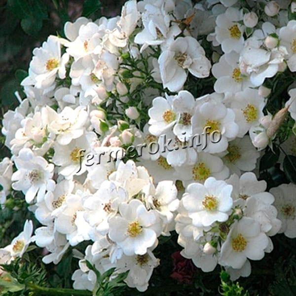 Фото почвопокровной белой розы сорта Свон Ковер
