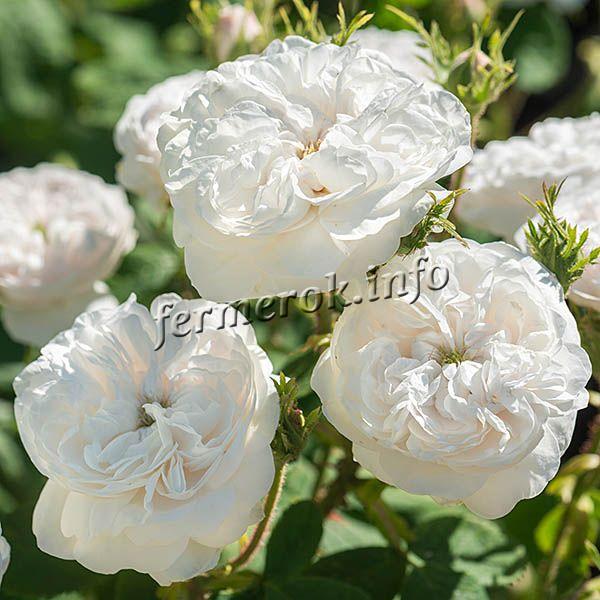 Фото парковой белой розы сорта Мадам Харди