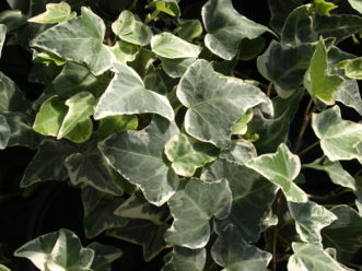 ‘Anne Marie’ English ivy (Hedera helix ‘Anne Marie’) has medium green variegated leaves with a creamy white margin.