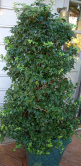 ‘Needlepoint’ English ivy ( Hedera helix ‘Needlepoint’) grown on a pyramid frame.