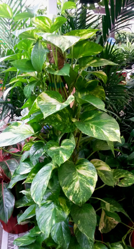 Pothos (Epipremnum aureum) are commonly grown up totem posts, which gives the plant’s aerial roots a place to attach and for support.