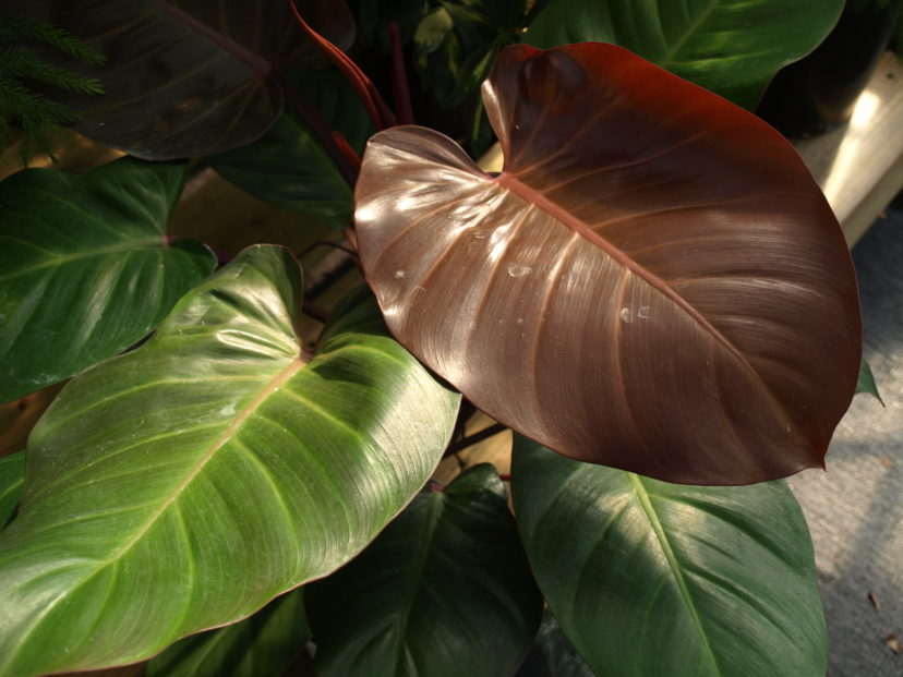 The ‘Burgundy’ red-leaf philodendron (Philodendron erubescens) has beautiful new reddish leaves.