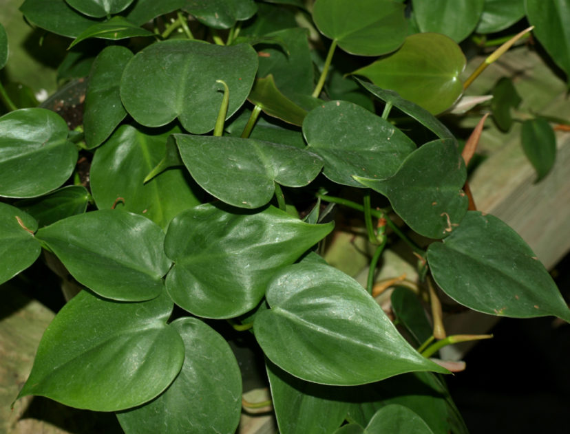 The common heartleaf philodendron (Philodendron scandens f. oxycadrium) grows well in low light conditions.