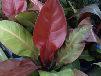 The ‘Prince of Orange’ philodendron has bright orange new leaves and is a good choice for a compact growing plant. 