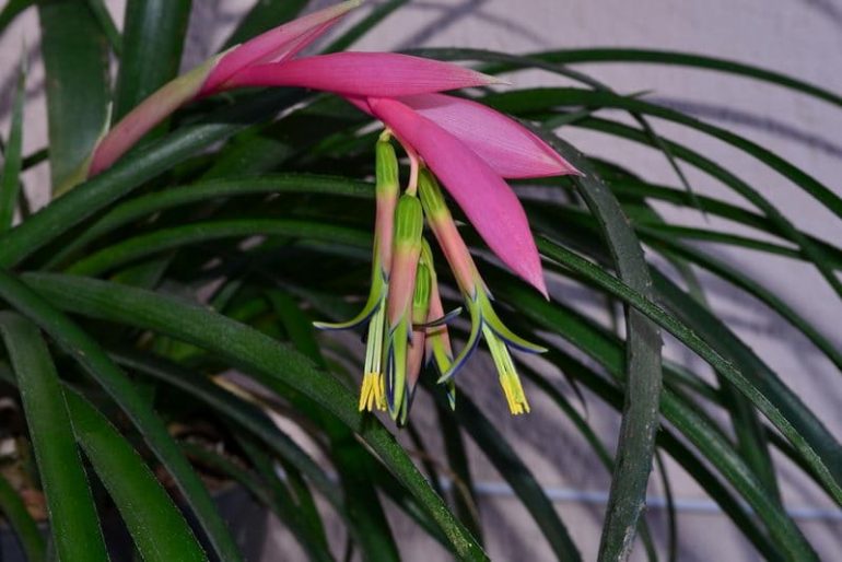 Бильбергия поникающая (Billbergia nutans)