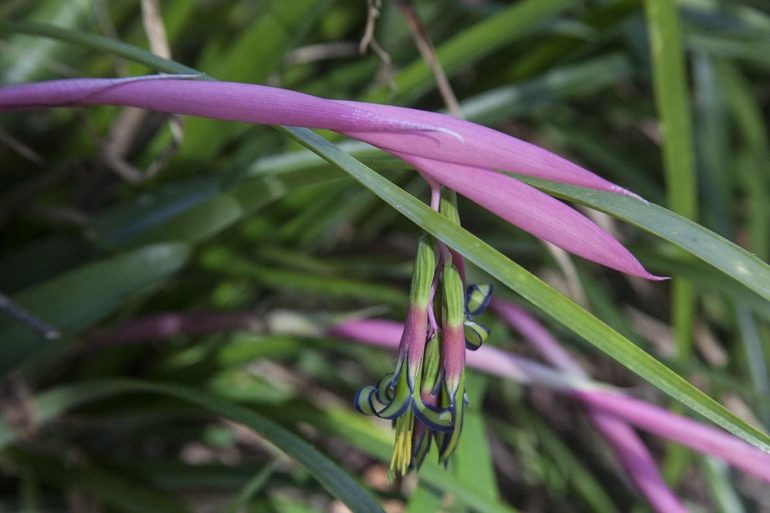 Бильбергия великолепная (Billbergia magnifica)