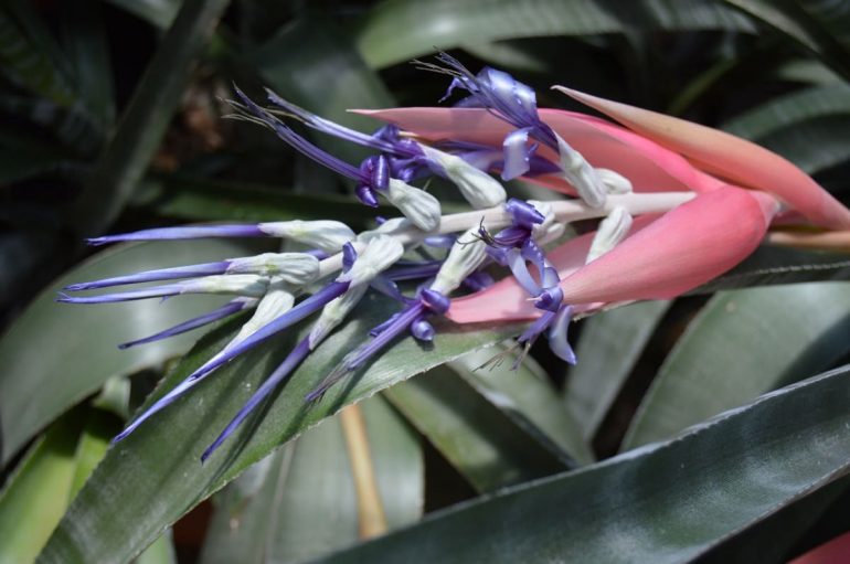 Бильбергия зебровидная или Бильбергия Зебрина (Billbergia zebrina)