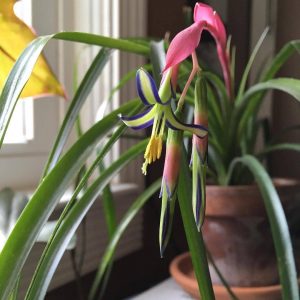 Бильбергия (Billbergia)