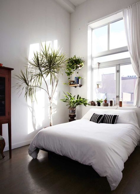 Какие комнатные растения полезны для дома?