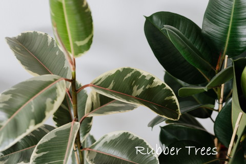 rubber plants, ficus elastica