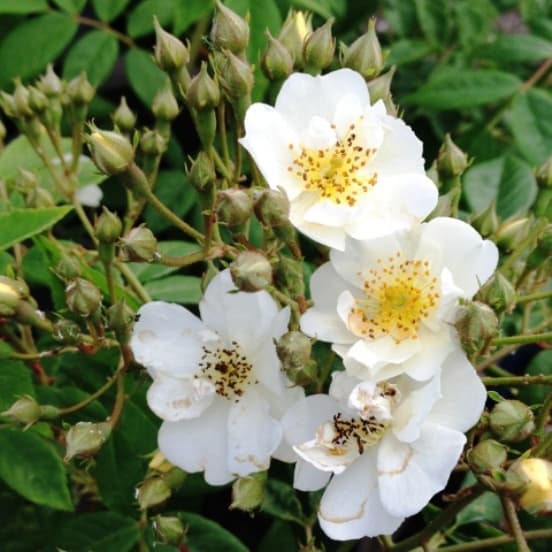 Wwedding Day white climbing rose is fragrant and grows very large to around 8 meters. 