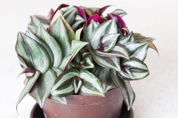 light requirements for wandering jew